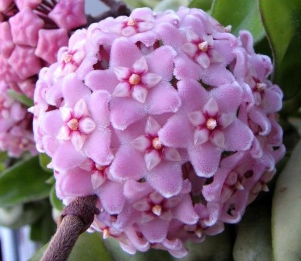 600-93640396-hoya-flowers.jpg