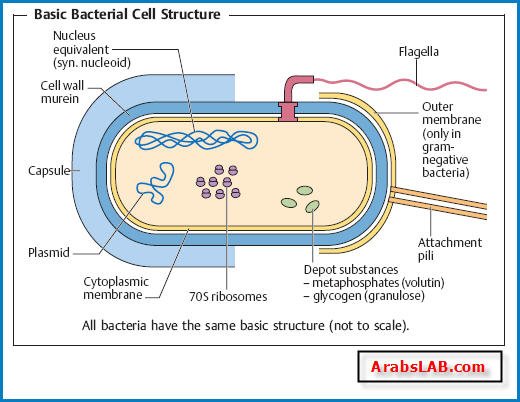 bacteria_cell_wall_structure.jpg