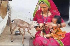 bishnoi women.jpg