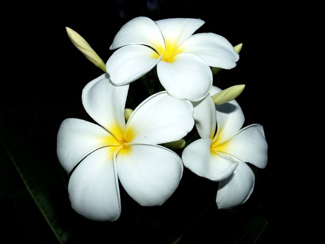 plumeria-1548927_960_720.jpg