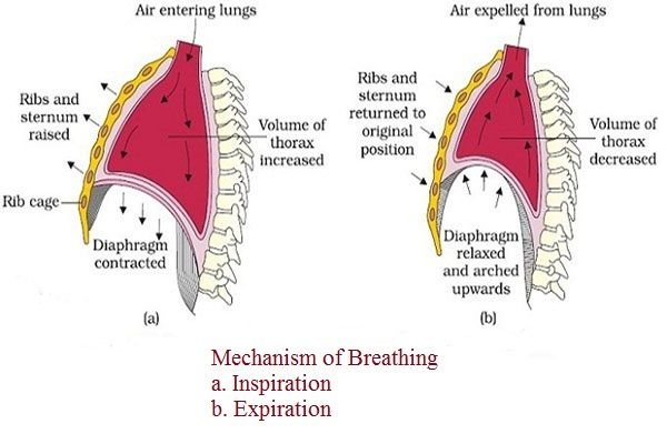 Mechanism-of-Breathing.jpg