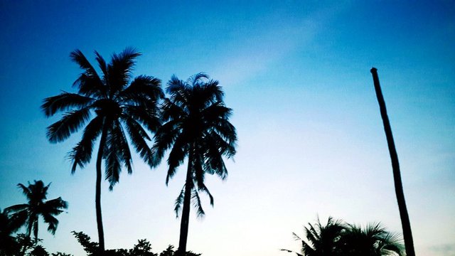 palm-trees-koh-chang.jpg