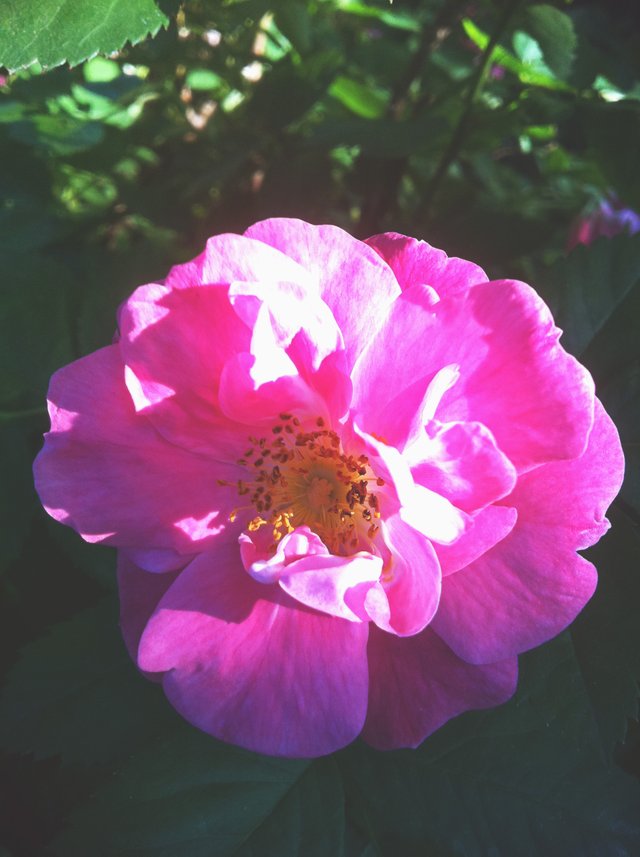 pink-rose.jpg