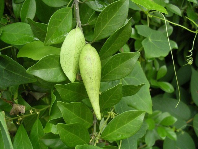 Gymnema-Sylvestre.jpg