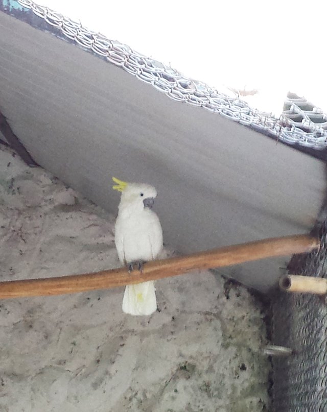 white cockatoo.jpg