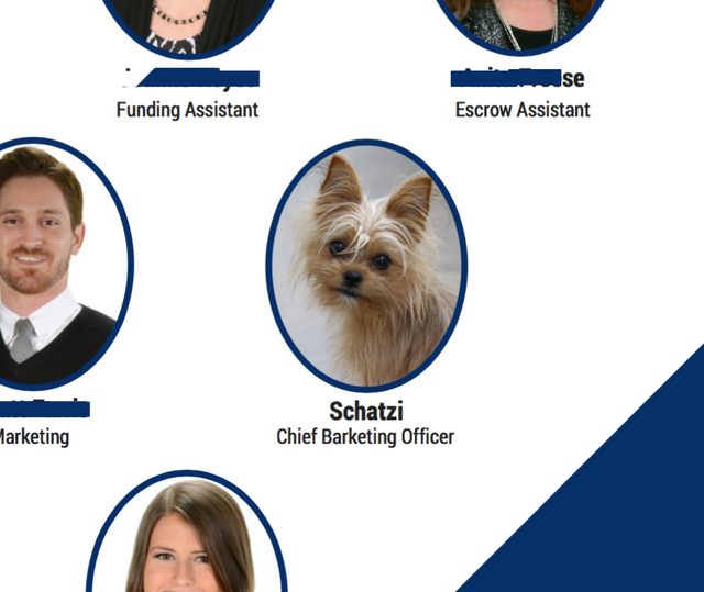 Our office dog is featured on our marketing materials..png