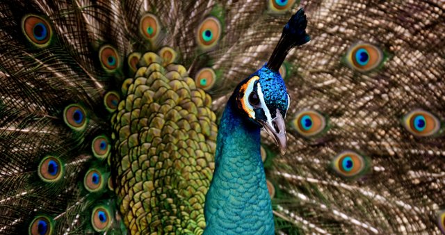 peacock-3080897.jpg