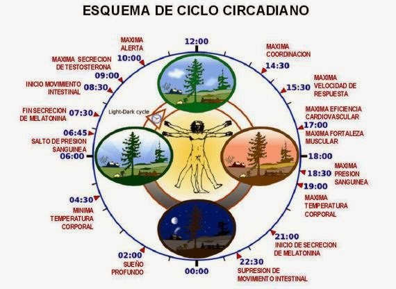 ciclo-circadiano.jpg