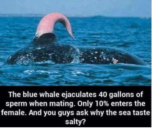 whale sperms.png