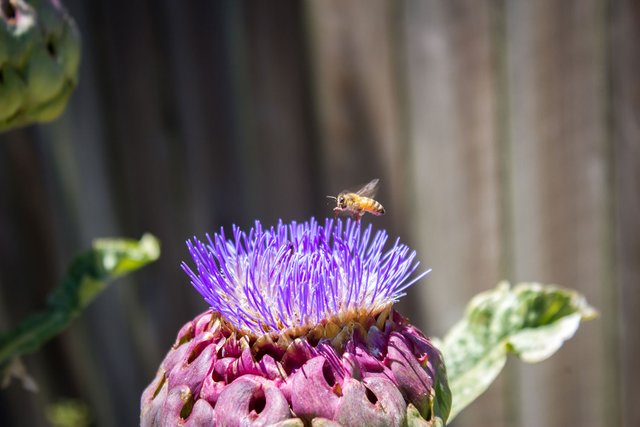 purple-flower-bees-4.jpg