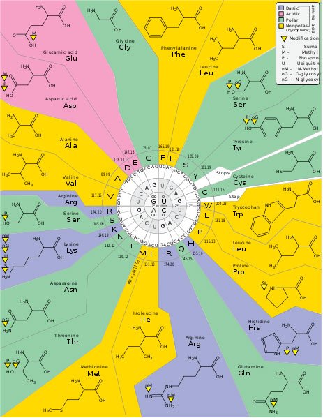 463px-GeneticCode21-version-2-.jpg