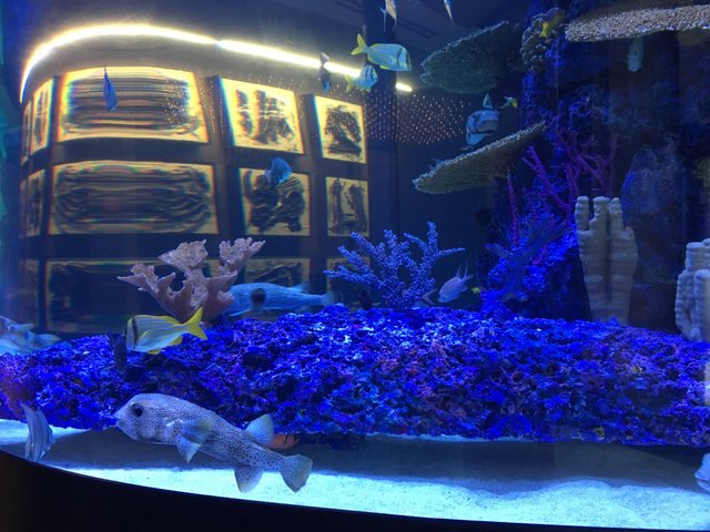 Aquarium - puffer fish.jpg