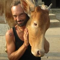 IndianCow.jpg