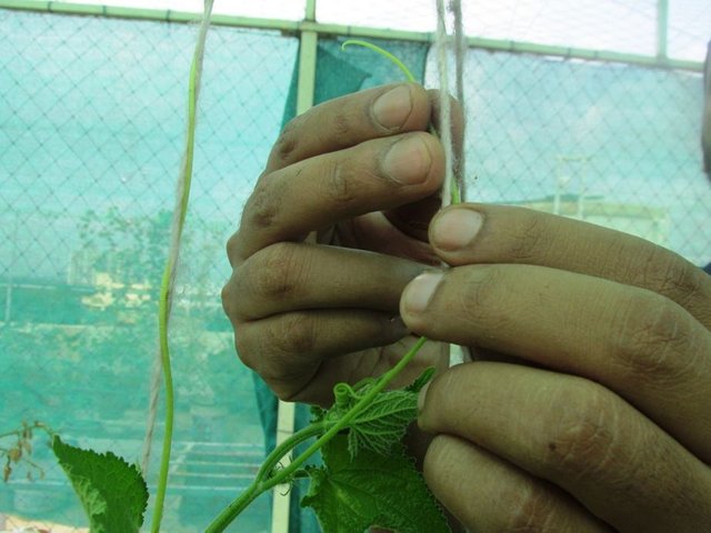 training cucumber plant on to trellis