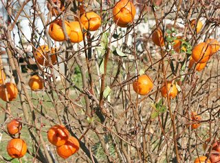 chaeonomeles_speciosa.jpg