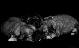 Puppies1-263x160.jpg