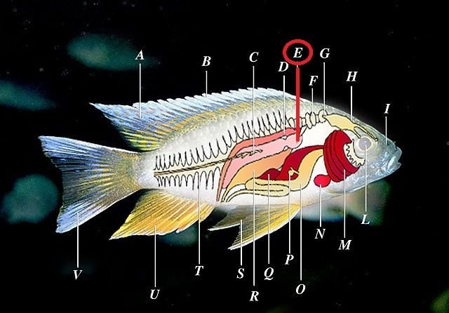 640px-Anatomia_dei_pesci.jpg