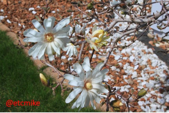 royal-star-magnolia-bloom-A24-stMag-02.JPG