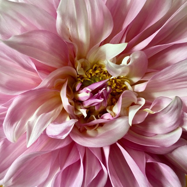 dahlia 5.JPG