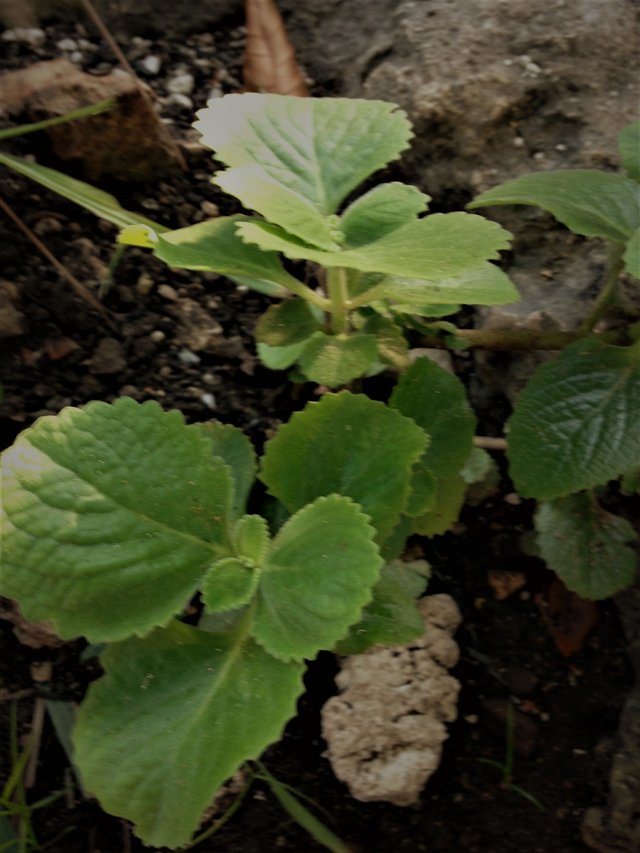 veggies & herb - oregano.JPG