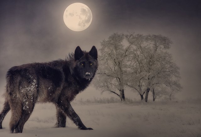 Lobo y luna llena en paisaje invernal