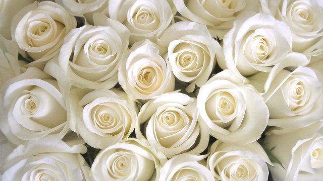 BeverlyHillsRoses-snow-white.jpg