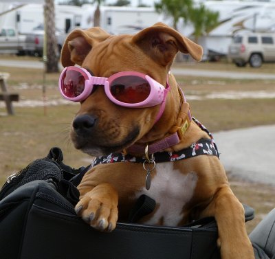 sadie-doggles.jpg