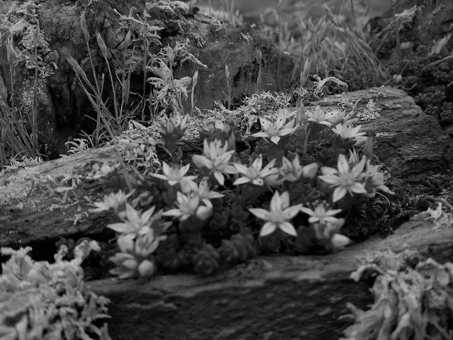 succulents in black and white