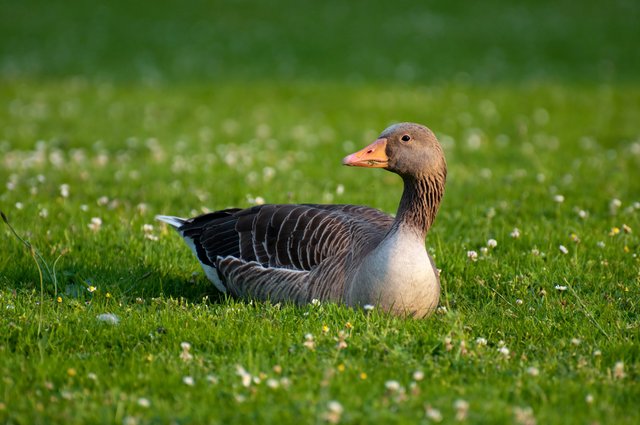 greylag-goose-63088.jpg