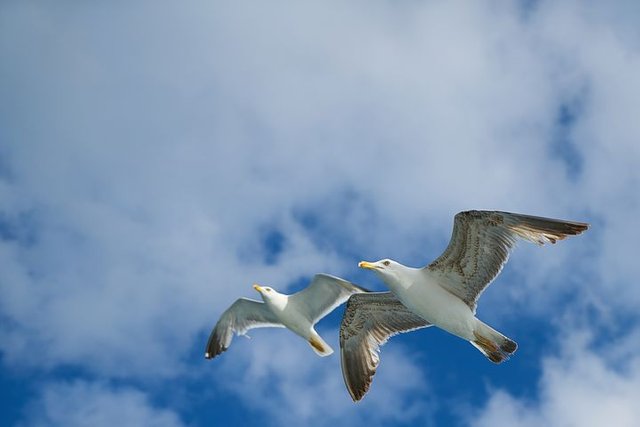 seagull-2651001__480.jpg