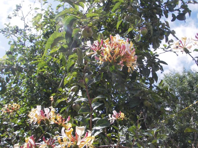 Honeysuckle Aug 2015.JPG