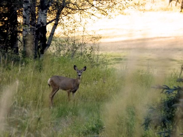 ANIMAL BOOK (7A).jpg