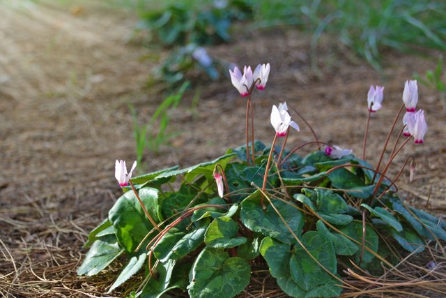 Wild Cyclamen