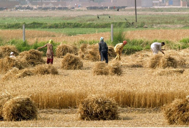 Agriculture of pakistan.jpg