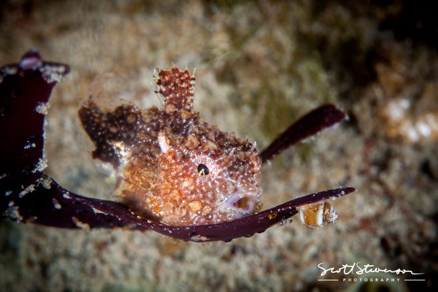 Pacific Spiny Lumpsucker-2.jpg