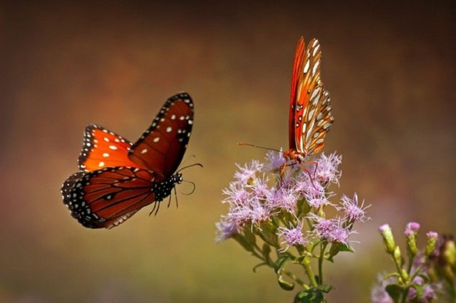 Butterflies-600x398.jpg