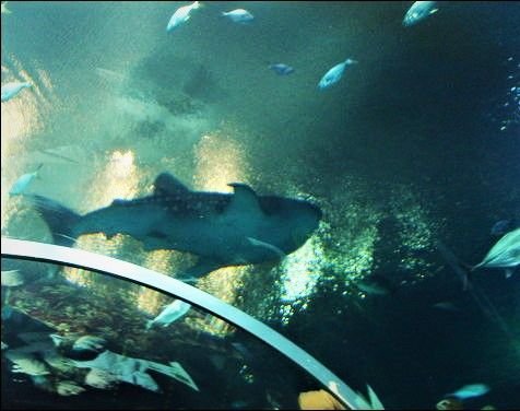 Georgia Aquarium 6.jpg
