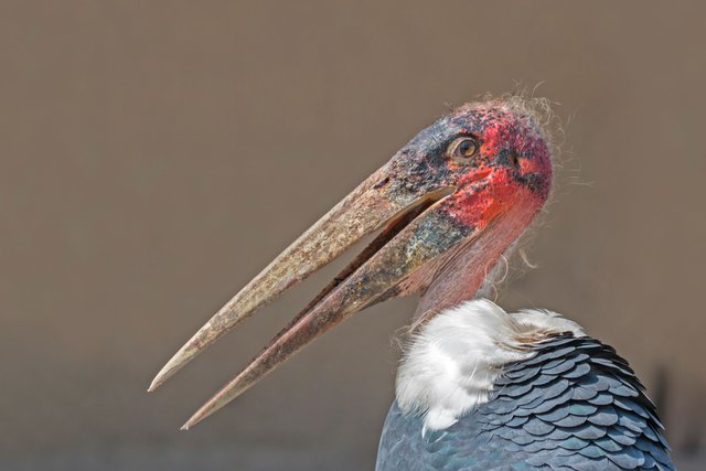 File_Marabou stork (Leptoptilos crumenifer) head.jpg