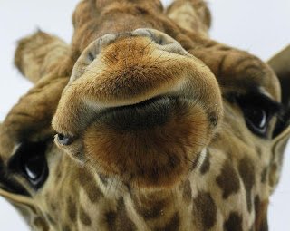 giraffe-close-up.jpg