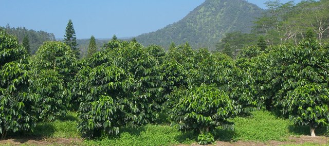 Coffee_trees_farm_USDAgov_wikicommons_CROPPED.jpg