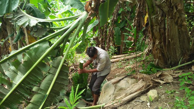 A tool to cut banana bunches from the stem : r/oddlysatisfying