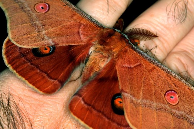 Saturniidae Opodiphthera helena n3 BY Tas 2017-10-10.jpg