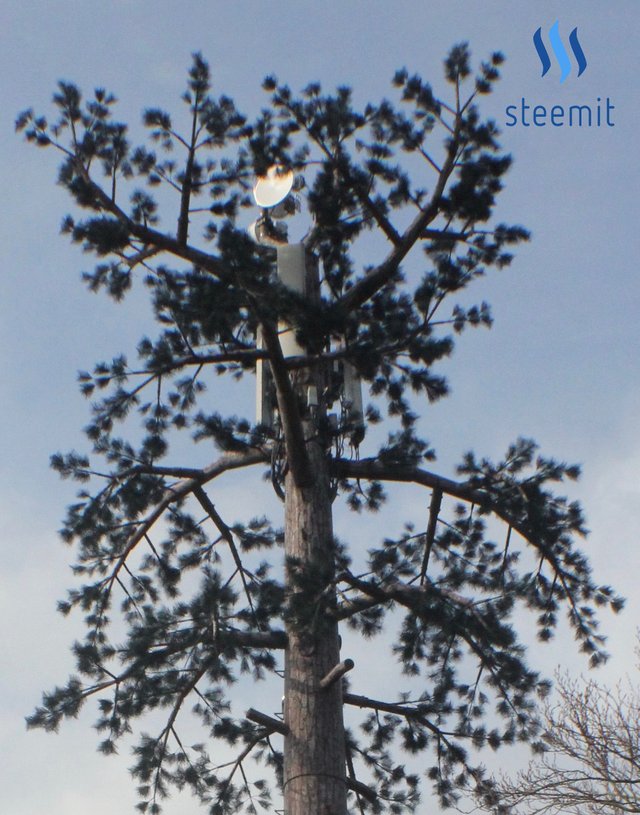 treeSM1.jpg
