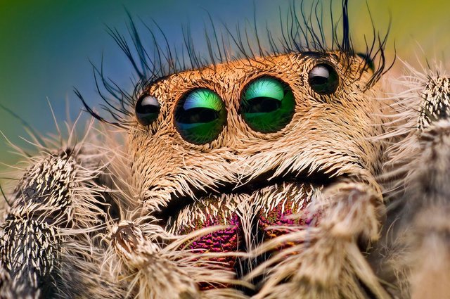 Eyes_of_a_Female_Jumping_Spider_-_Phidippus_regius_-_Florida_(8177287529).jpg