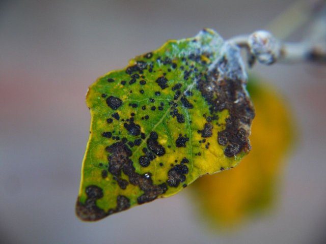 16066882243 - bacteria and mould ridden dying leaf at the end of.jpg
