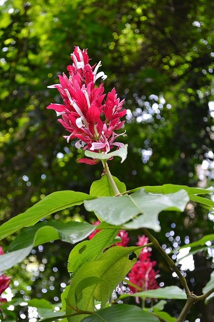 red-flower-175699_640.jpg