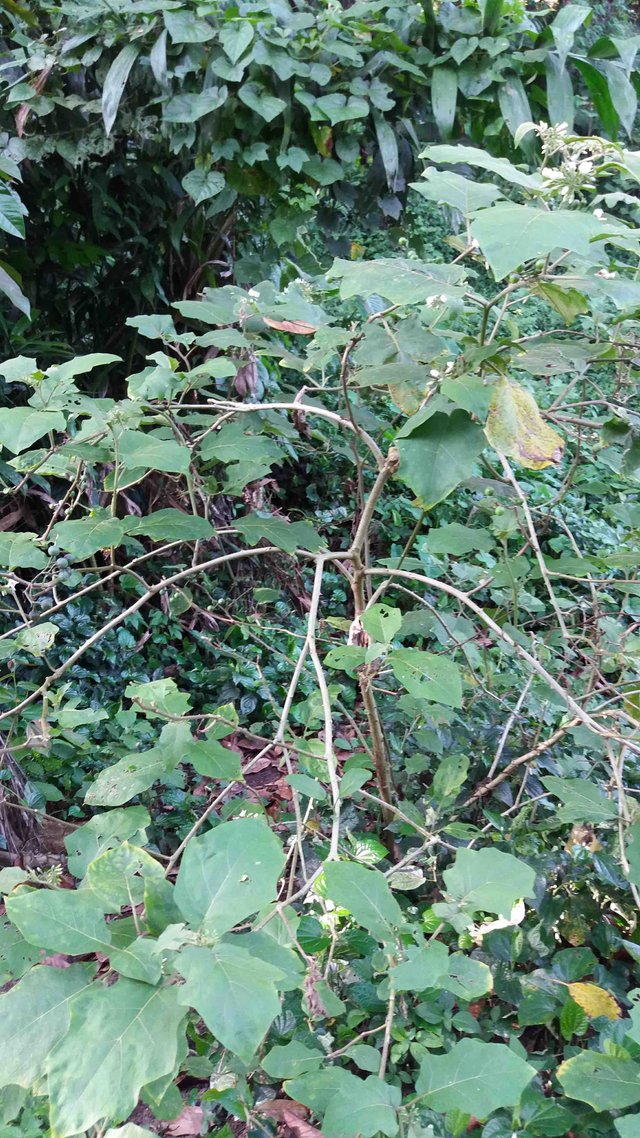 turkey berry plant.jpg