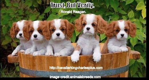 5 cavalier pups in a tub cropped image credit animalsbreeds.com trust but verify.JPG