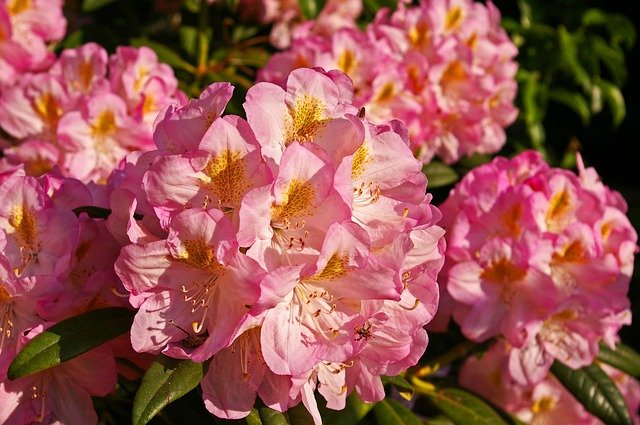 rhododendron-1424983_640.jpg