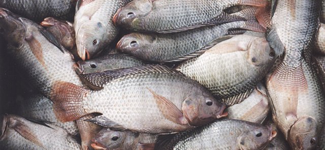 tilapia-farming-2.jpg